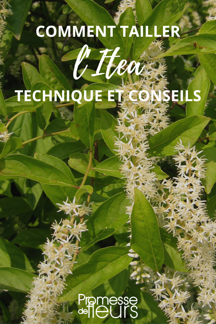 Taille de l'Itea