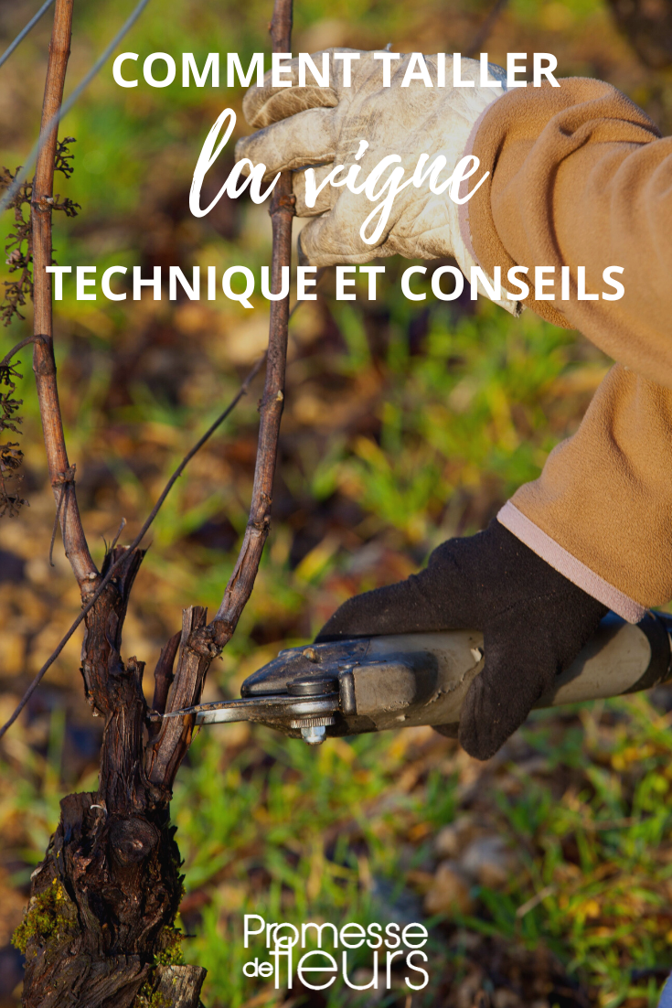 Quand et comment tailler la vigne, Vitis vinifera