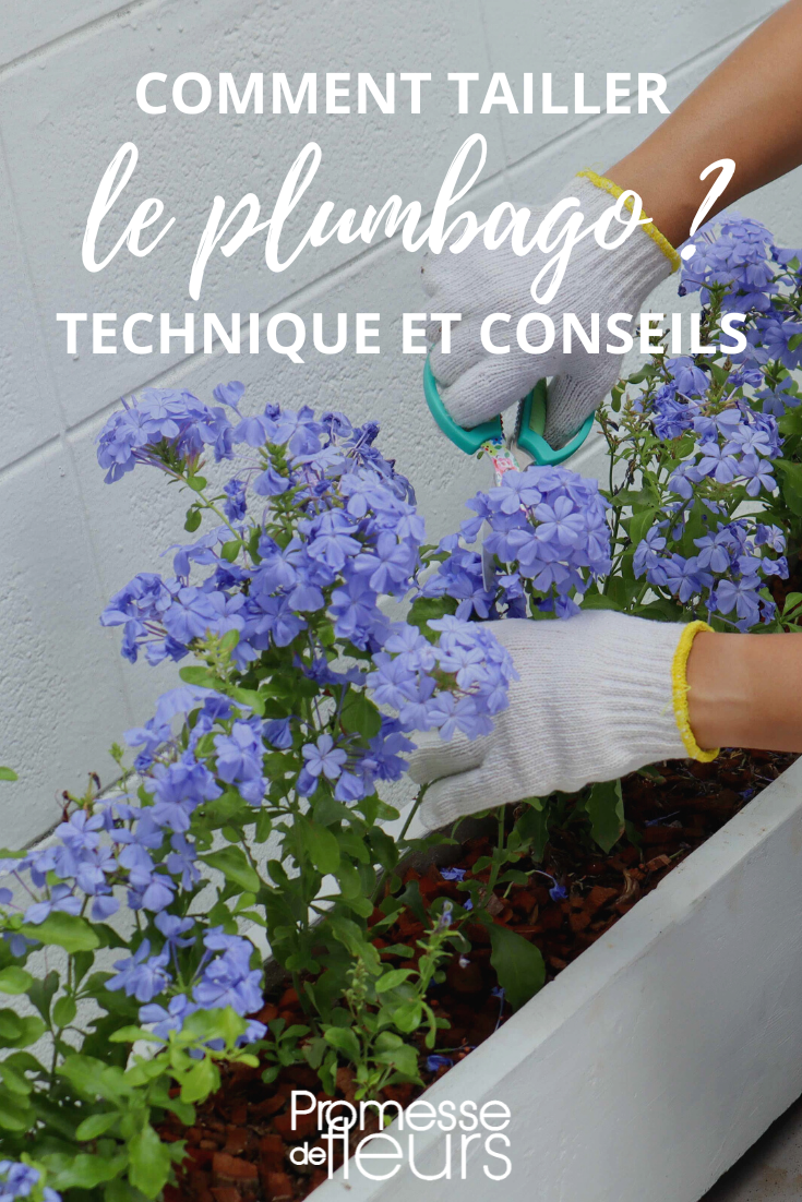 La taille des Plumbago