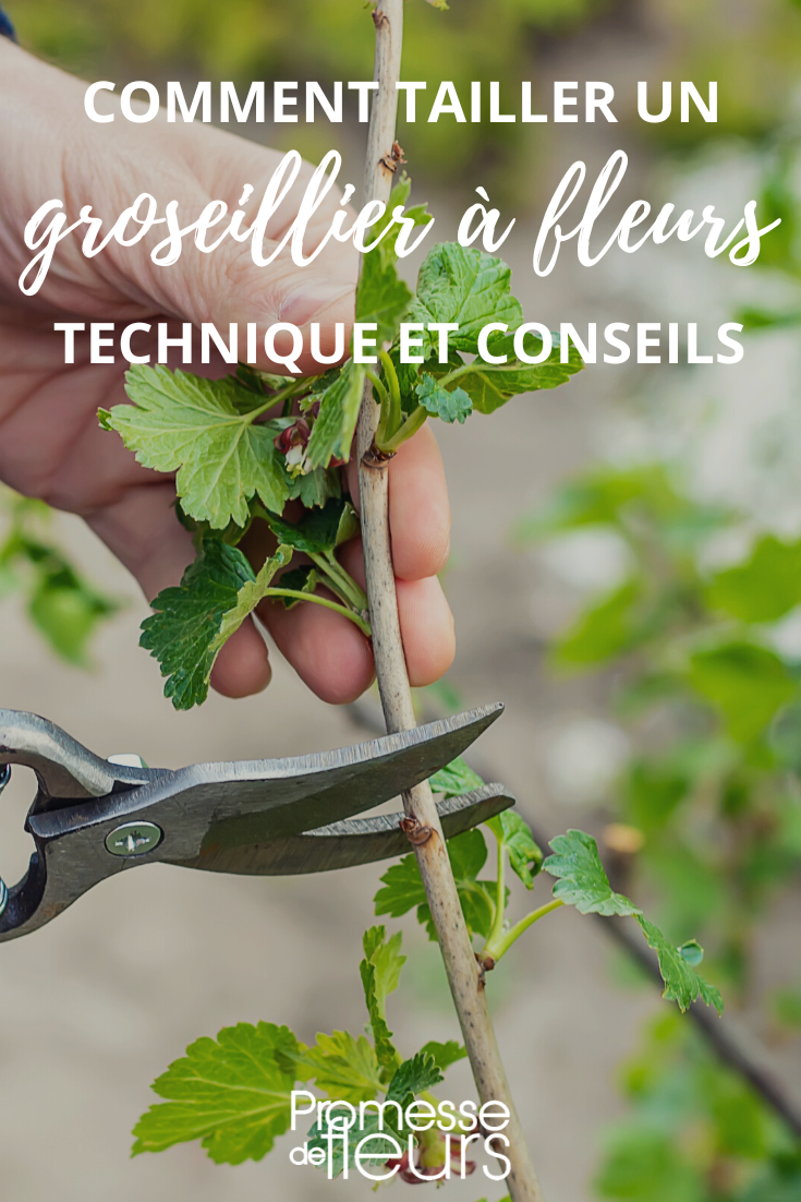 Taille du Groseillier à fleurs