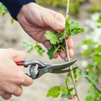 Comment tailler un groseillier à fleurs ?