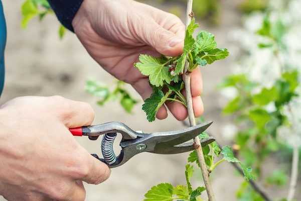 Comment tailler un groseillier à fleurs ?