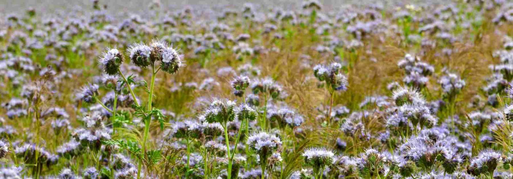 Couvert végétal, culture de couverture : tout savoir !