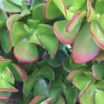 Crassula - Arbre de Jade : planter et entretenir