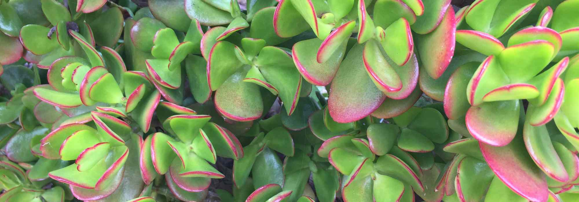 Arbre de Jade : plantation, entretien, soin