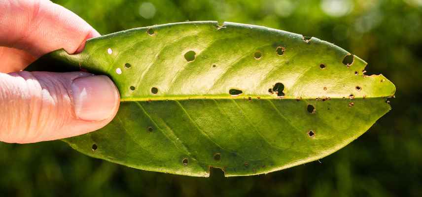 maladies parasites du laurier palme