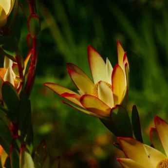 Cultiver un Leucadendron en pot