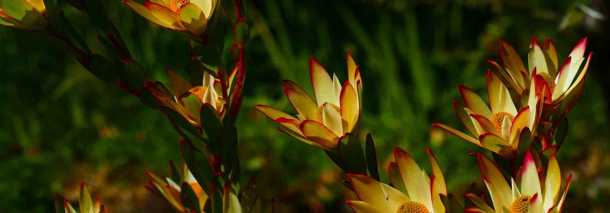 Cultiver un Leucadendron en pot