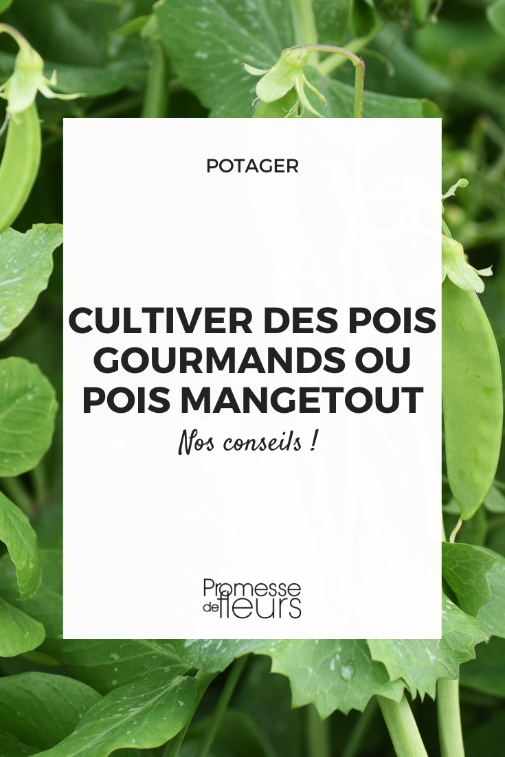 Culture des pois gourmands au potager