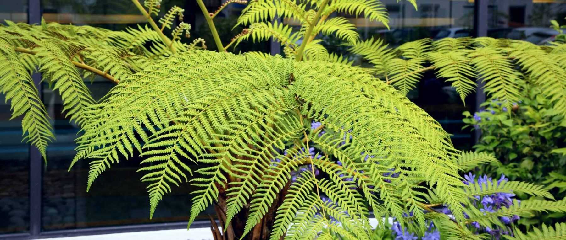 Cultiver une fougère arborescente en pot