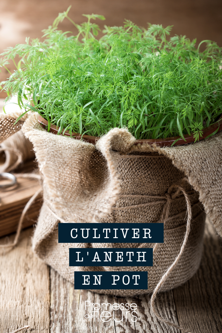 Aneth en pot : conseils de plantation, récolte et utilisation