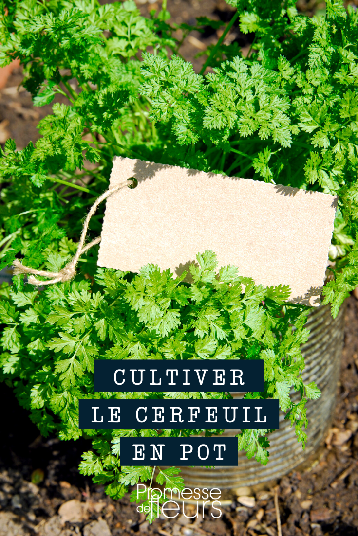 Cerfeuil en pot ou en jardinière