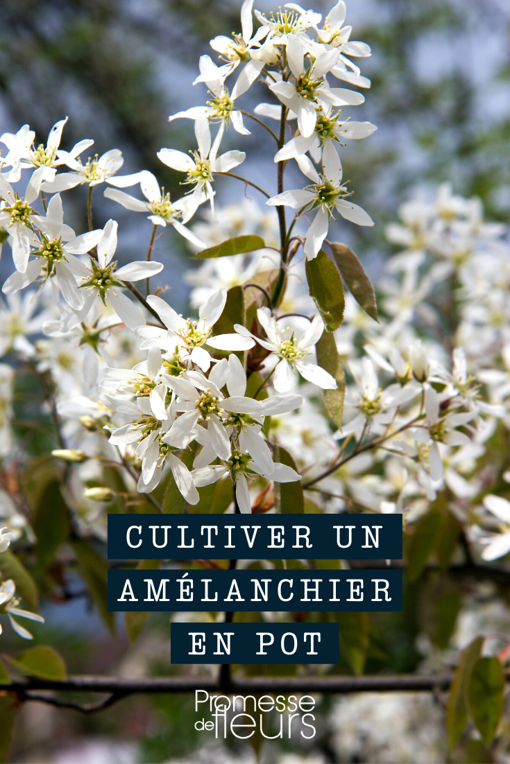 Planter un Amelanchier en pot ou en bac