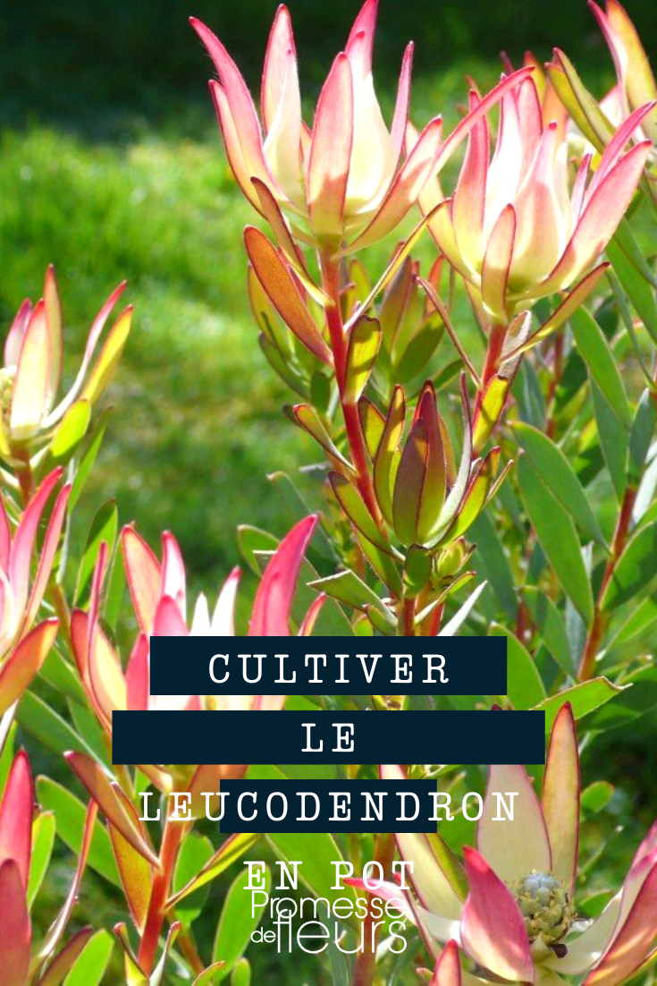 Culture du Leucadendron en pot ou en bac