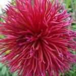 Le Dahlia cactus dentelle 'Urchin' récompensé au Concours International 2022 du Dahlia de Paris