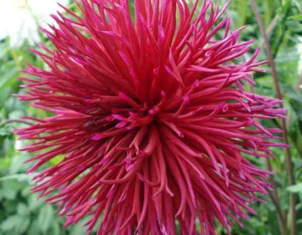 Le Dahlia cactus dentelle 'Urchin' récompensé au Concours International 2022 du Dahlia de Paris