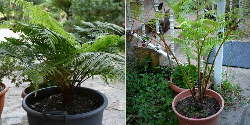 Cultiver une fougere arborescente en pot