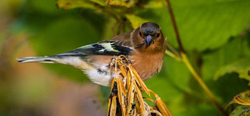 Pinson des arbres, Fringilla coelebs