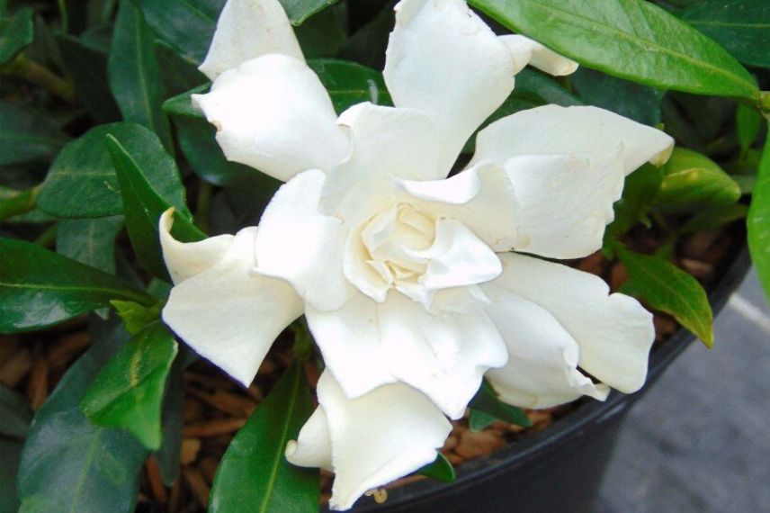 gardenia en pot