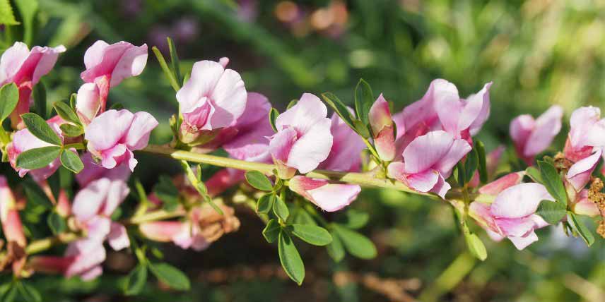 Genêt couvre-sol, rampant : Chamaecytisus purpureus