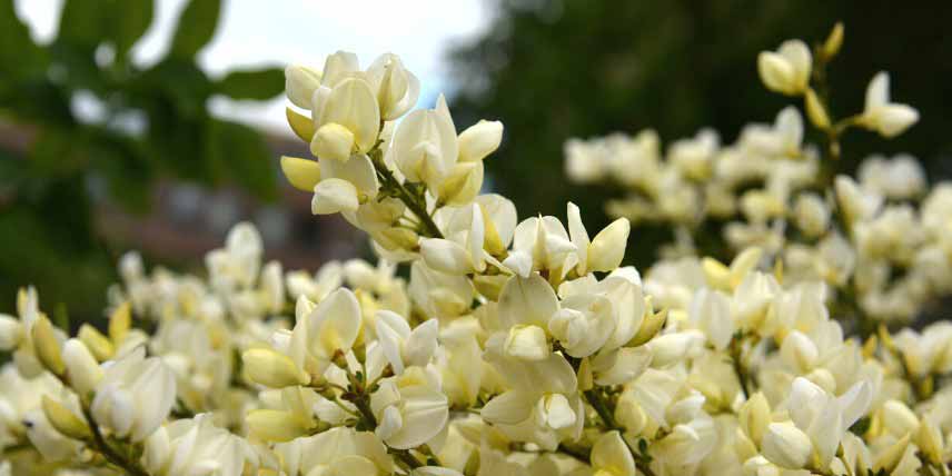 Genêt couvre-sol, rampant : Cytisus kewensis