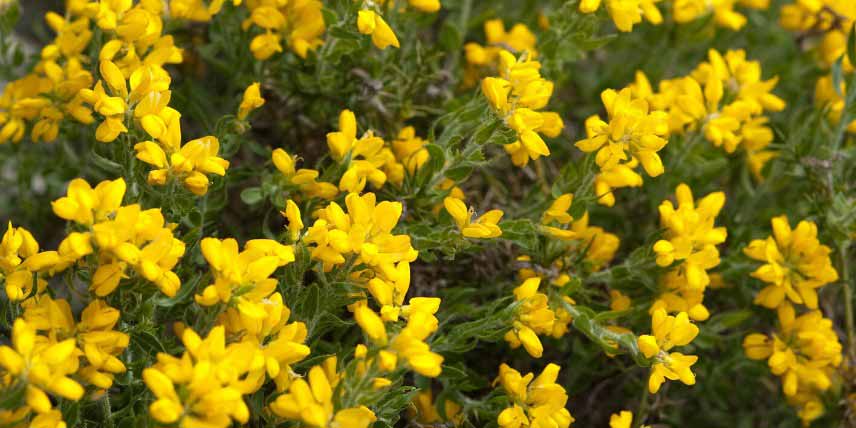 Genêt couvre-sol, rampant : Genista hispanica