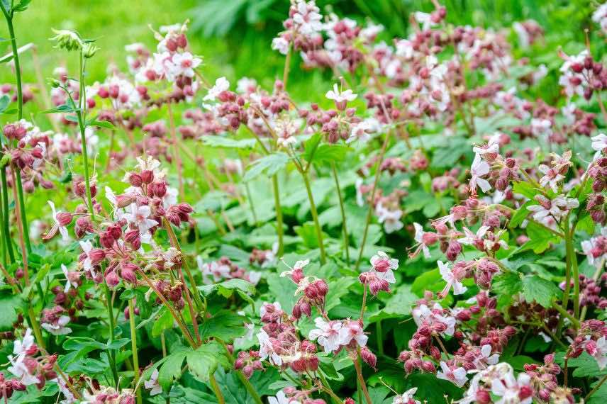 Geranium vivace 