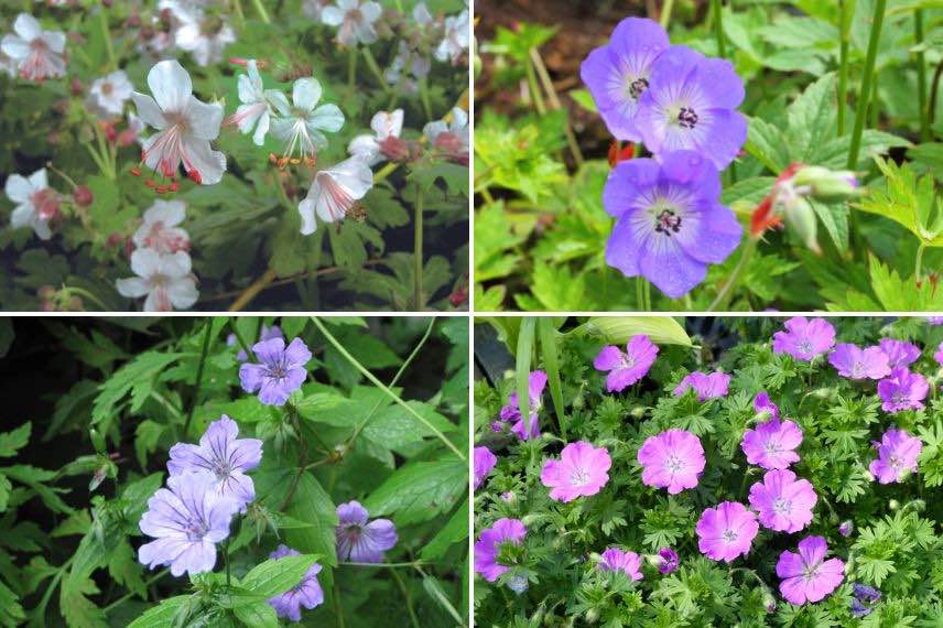 geraniums vivaces