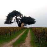 Tourisme végétal : des arbres remarquables à voir en Nouvelle-Aquitaine