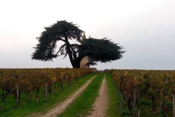 Tourisme végétal : des arbres remarquables à voir en Nouvelle-Aquitaine