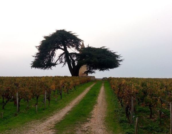 Tourisme végétal : des arbres remarquables à voir en Nouvelle-Aquitaine