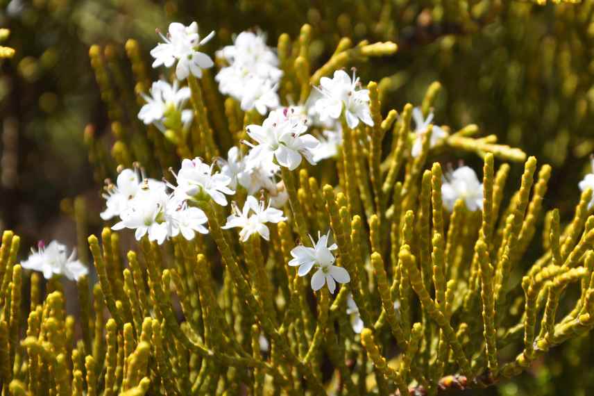 Hebe a fleurs blanches, veronique a fleurs blanche