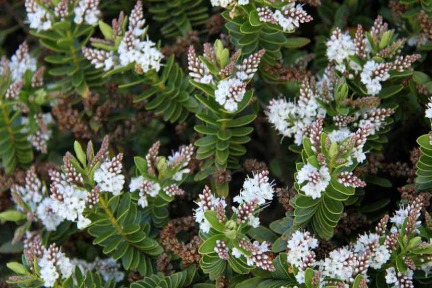 Hebe a fleurs blanches, veronique a fleurs blanche