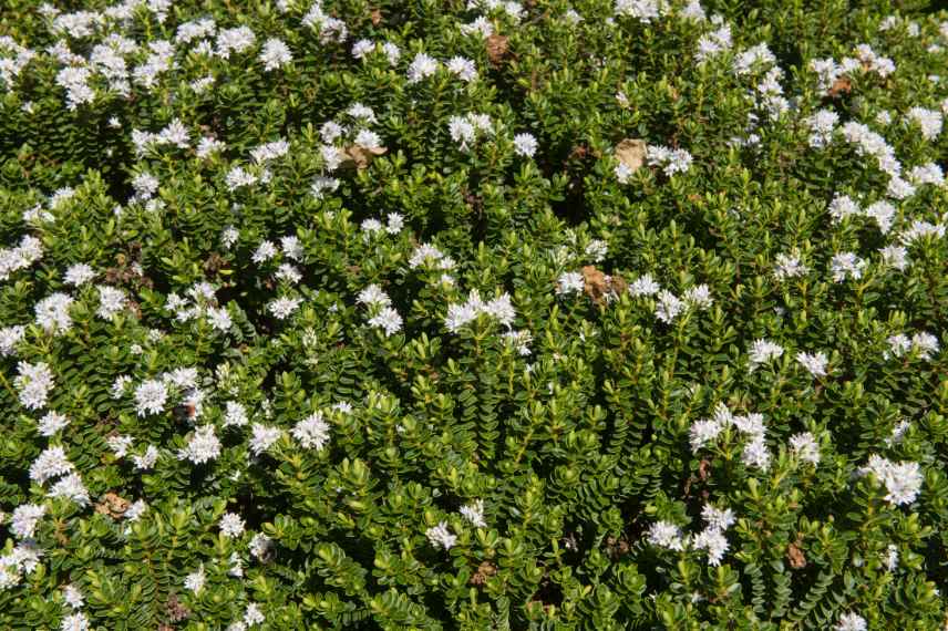 Hebe a fleurs blanches, veronique a fleurs blanche