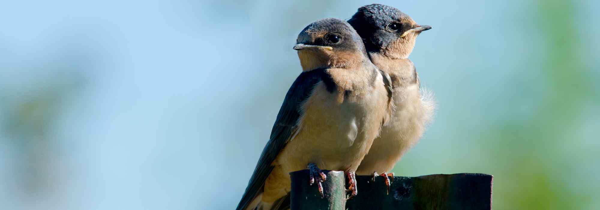 Oiseaux du jardin : les hirondelles