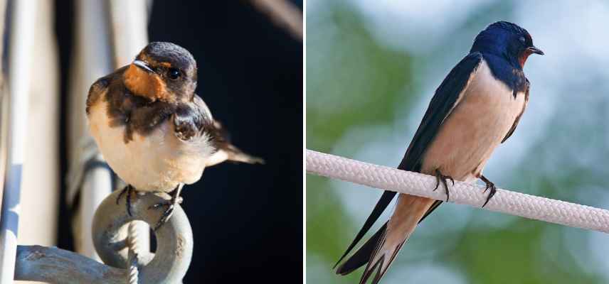 Hirundo rustica, hirondelle rustique