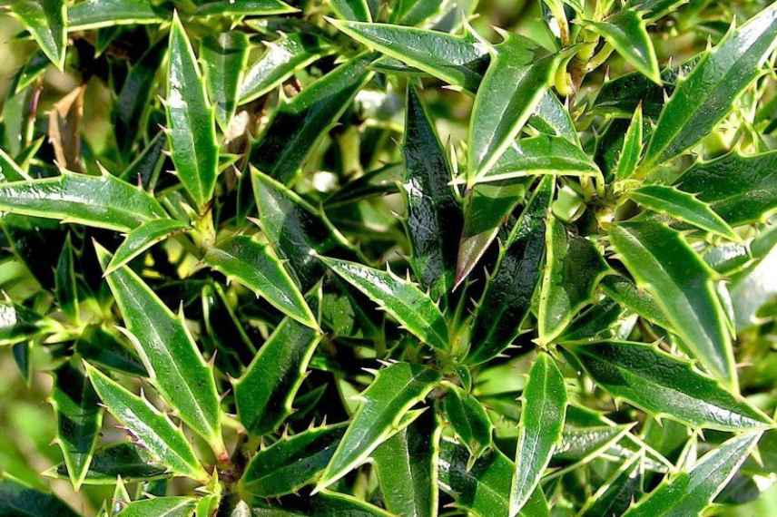 Ilex pot, Houx pot, quel houx pour plantation en pot bac