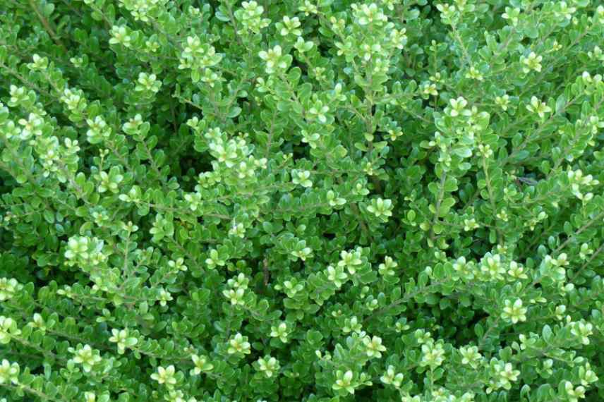 Ilex pot, Houx pot, quel houx pour plantation en pot bac