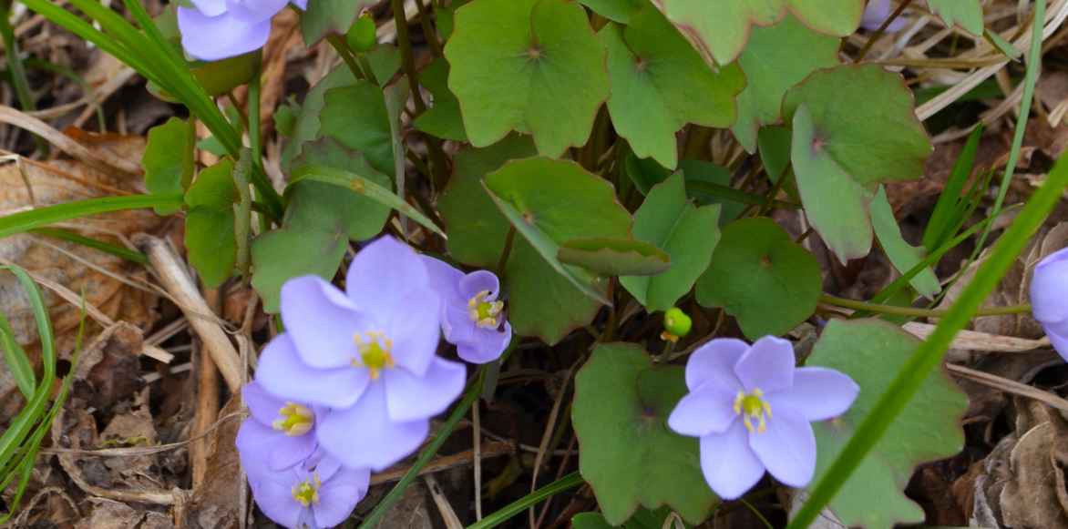 Jeffersonia planter cultiver