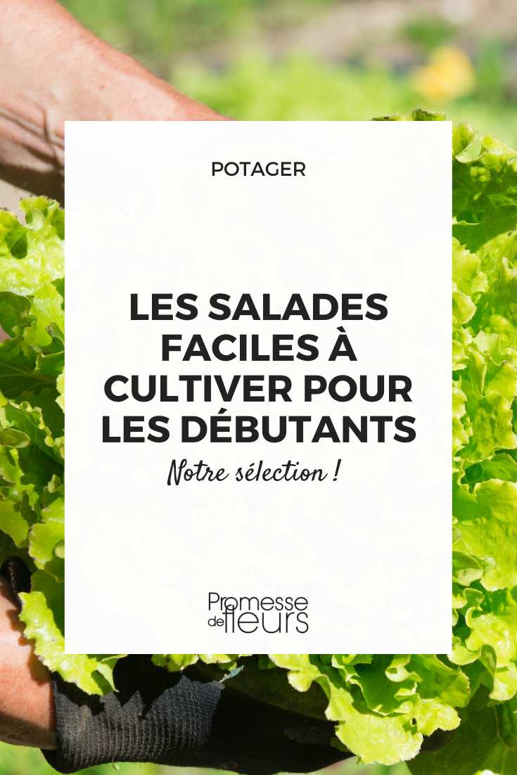 Salades faciles à faire pousser