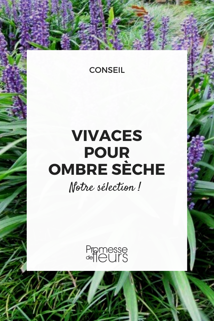 Vivaces ombre et sécheresse, planter sous un arbre, plantes ombre seche