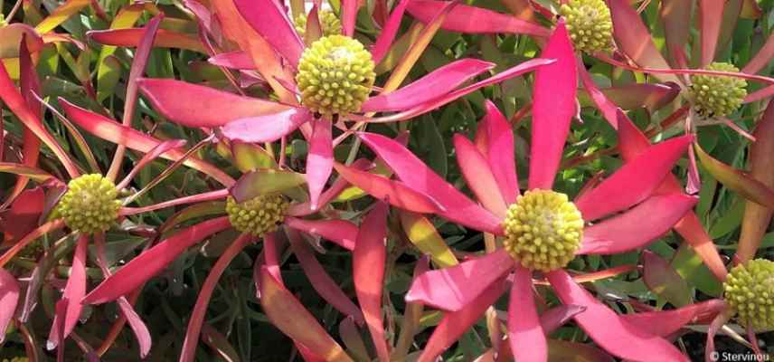 leucadendron les plus belles varietes, leucadendron les plus beaux