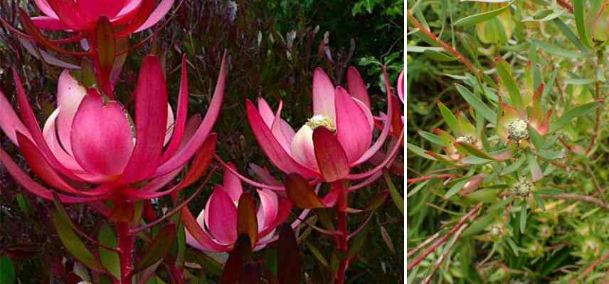 leucadendron les plus belles varietes, leucadendron les plus beaux