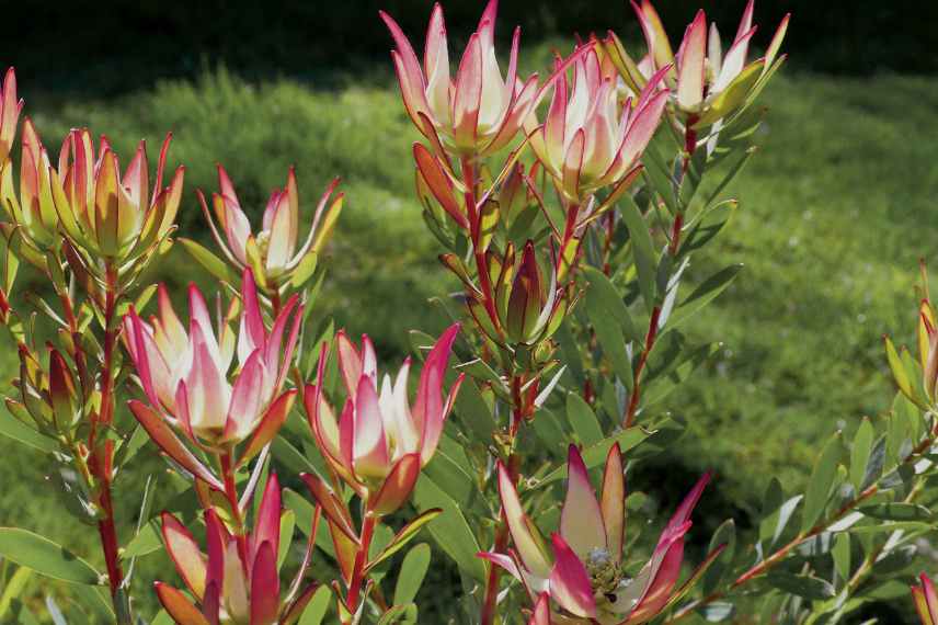 leucadendron en pot, cultiver Leucadendron en pot