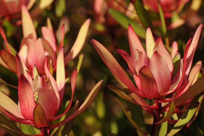 leucadendron en pot, cultiver Leucadendron en pot