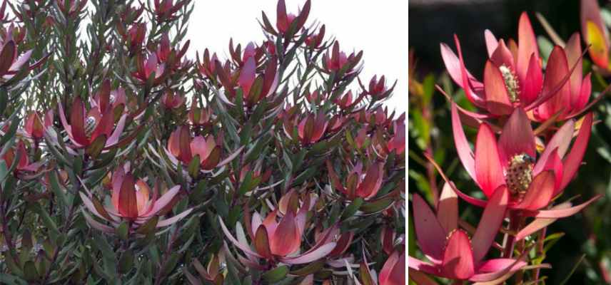 leucadendron les plus belles varietes, leucadendron les plus beaux