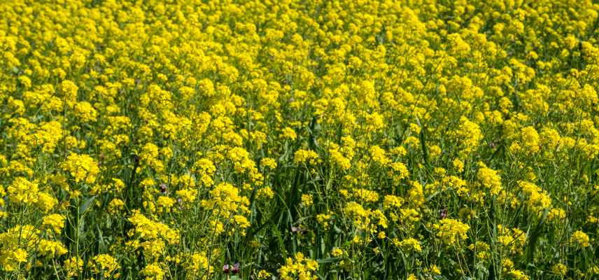 Couvert vegetale, culture de couverture, engrais vert