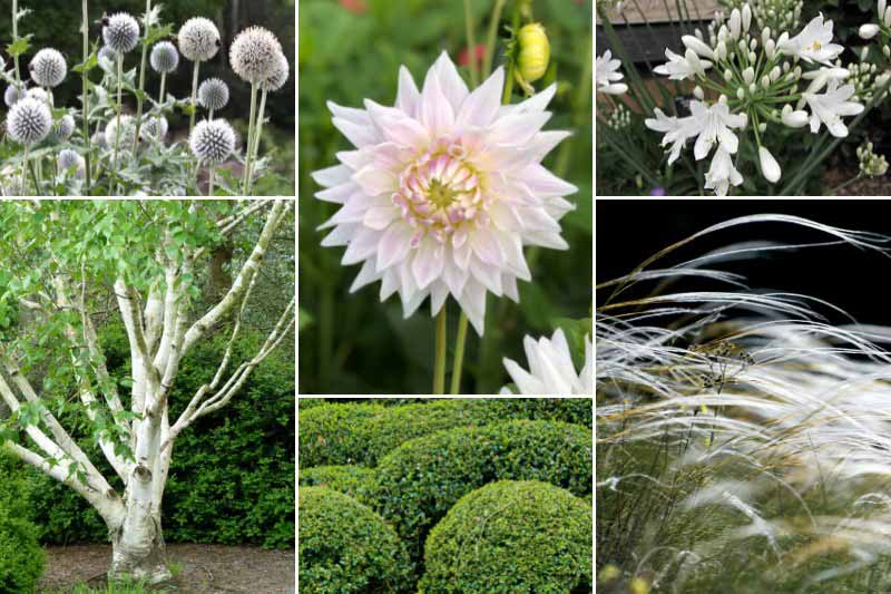 Inspiration pour associer le dahlia 'Clearview Edie'