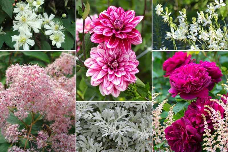 Inspiration pour associer le dahlia 'Hemisphere'