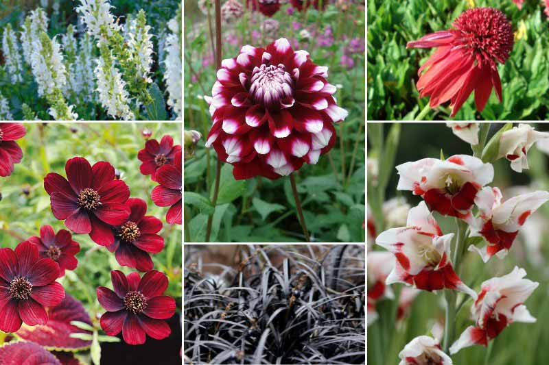 Inspiration pour associer le dahlia 'Quinty'